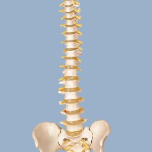 MODELO COLUMNA VERTEBRAL TAMAÑO NATURAL 80CM DE ALTURA 1UN. ANATOMY YA/L036A