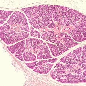 MUESTRA HIST. GLANDULA SUBMANDIBULAR SIWAY UN