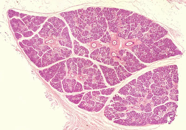 MUESTRA HIST. GLANDULA SUBMANDIBULAR SIWAY UN