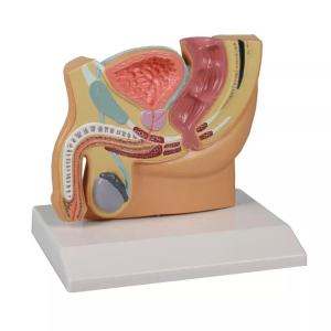 MINIATURA SECCION DE PELVIS MASCULINO ERLER UN
