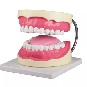 ARCADA DENTAL GRANDE ERLER UN