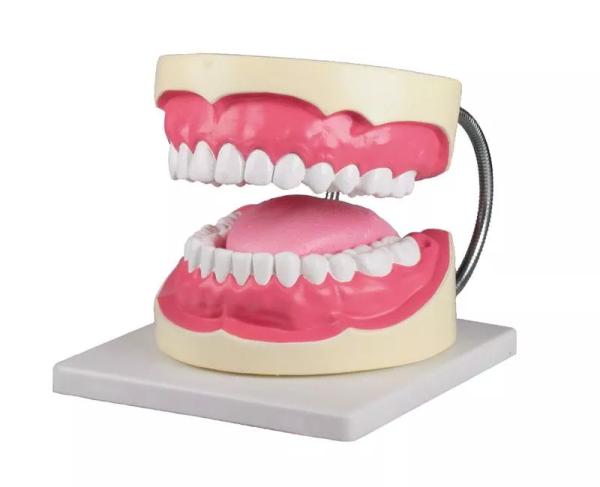 ARCADA DENTAL GRANDE ERLER UN