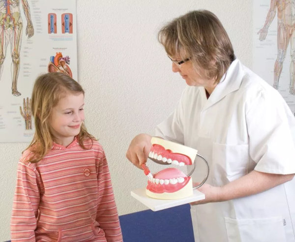 ARCADA DENTAL GRANDE ERLER UN - Imagen 2