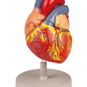 MODELO CORAZON 2 VECES SU TAMAÑO NATURAL, 4 PARTES ERLER UN G112