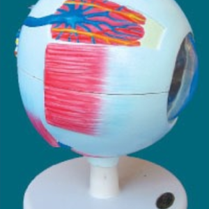 GLOBO OCULAR ANATOMY SMD103 UN