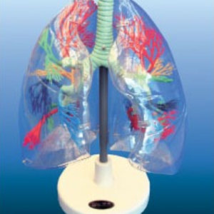 PULMONES TRANSPARENTES 280X150X385MM ANATOMY SMD061 UN