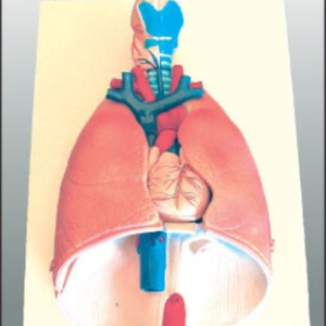 MURAL C/RELV SIST RESPIRATORIO 860X400X50MM ANATOMY UN