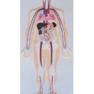 MURAL C/RELV SIST CIRCULATORIO 860X400X50MM ANATOMY UN