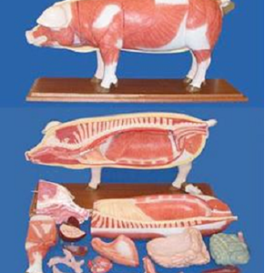 MODELO ANATOMICO CERDO (TAMAÑO NATURAL) ANATOMY UN