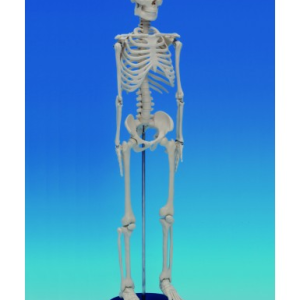 ESQUELETO HUMANO, 80CM DE ALTURA 1 UN. ANATOMY SMD0026
