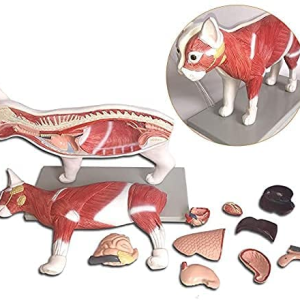 MODELO DESMONTABLE GATO 40X16X35.5CM ANATOMY UN YA/BA27