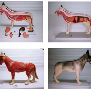 MODELO DESMONTABLE PERRO 40X16X35.5CM ANATOMY UN YA/BA26