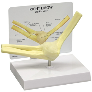 MODELO ARTICULACION CODO ANATOMY UN