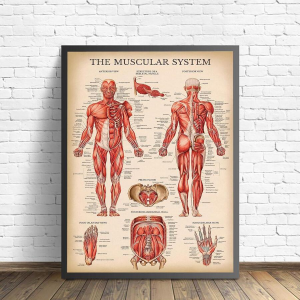 MURAL C/RELV SIST MUSCULAR 860X400X50MM ANATOMY UN