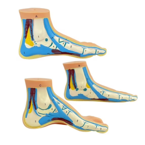 ARCO PIE 3 NIVELES ANATOMY UN