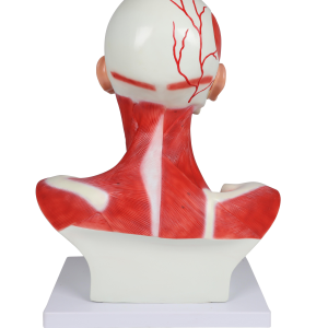 MUSCULATURA DE CABEZA Y CUELLO ERLER UN