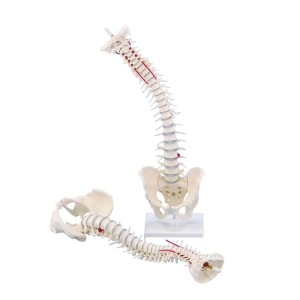COLUMNA VERTEBRAL FLEXIBLE ERLER UN