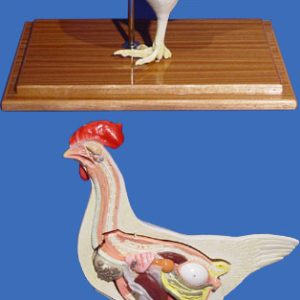 MODELO GALLINA TAMAÑO NATURAL (5 PIEZAS) 52X38X20CM ANATOMY UN