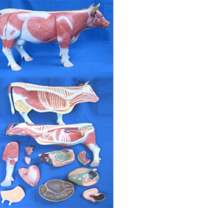 MODELO ANATOMICO VACA (14 PIEZAS) 91X34,5X55CM ANATOMY UN